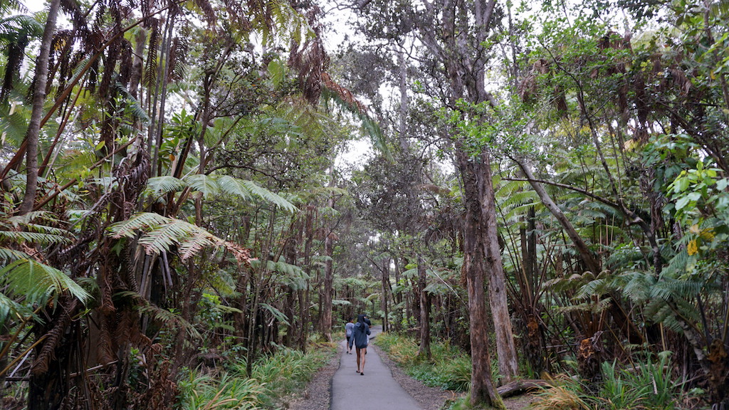 Thurston Lava tube exit ferns