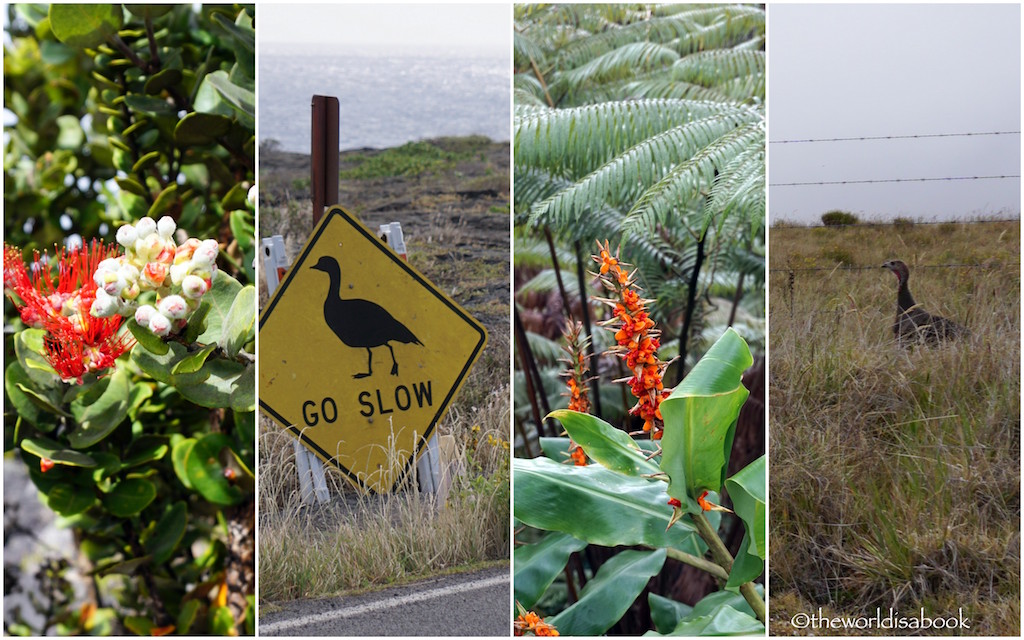 Volcanoes National Park animals