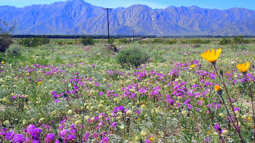 Borrego Springs verbena