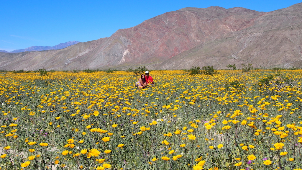 Borrego Springs super bloom wildflowers