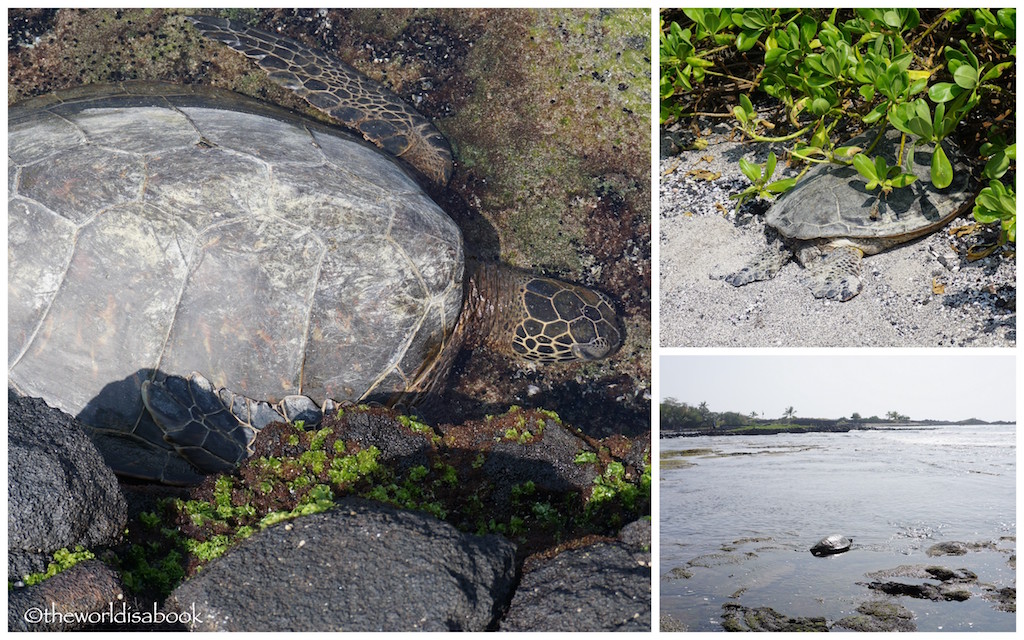 Kaloko Honokohau green sea turtles