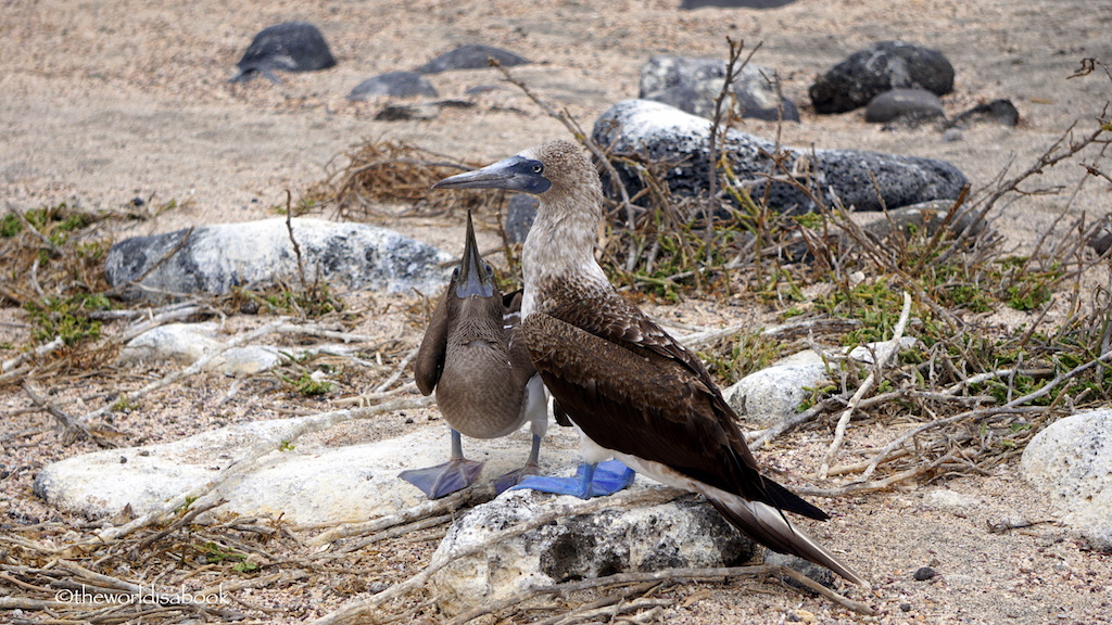 Blue footed boobies Galapagos