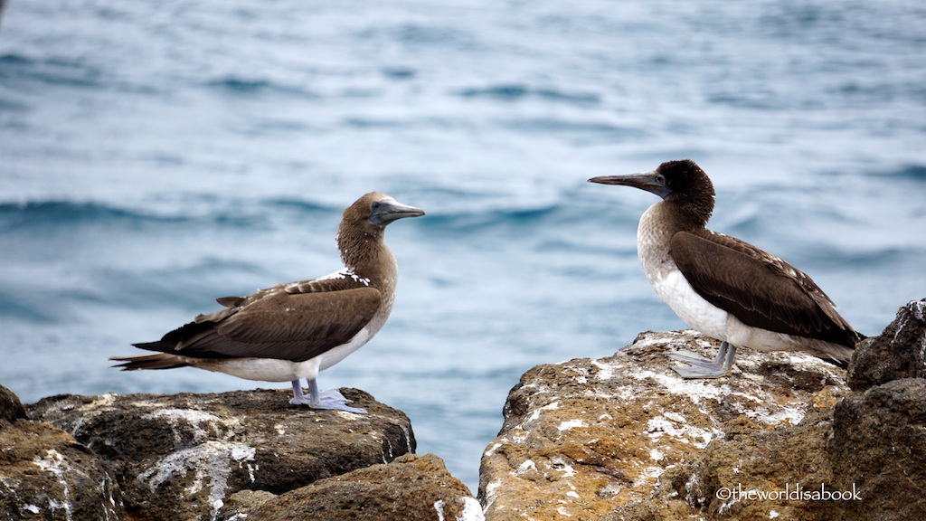 Blue-footed booby North Seymour Island Galapagos