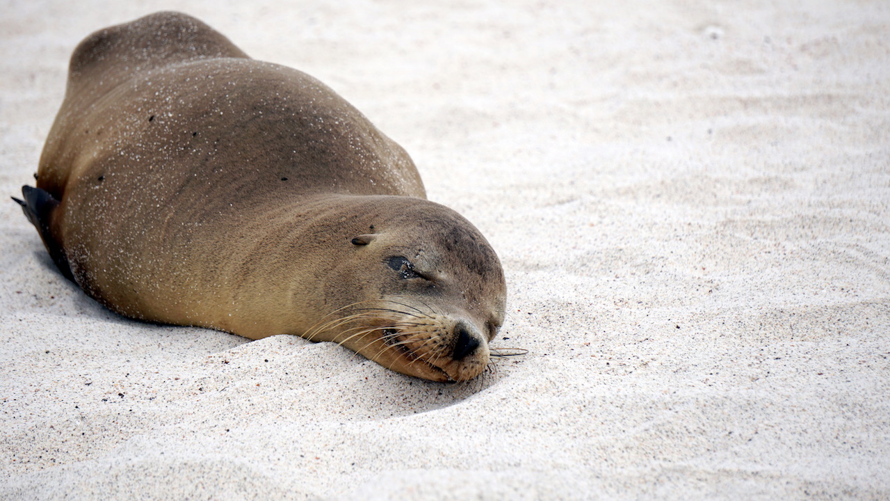 Galapagos sleeping sea lion
