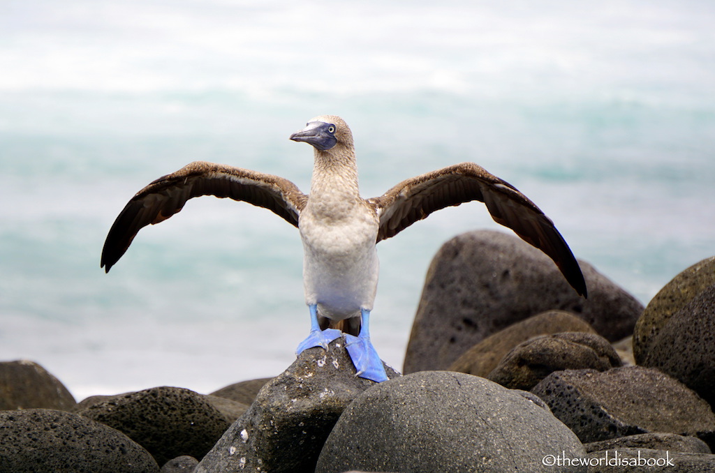 Galapagos Blue footed booby