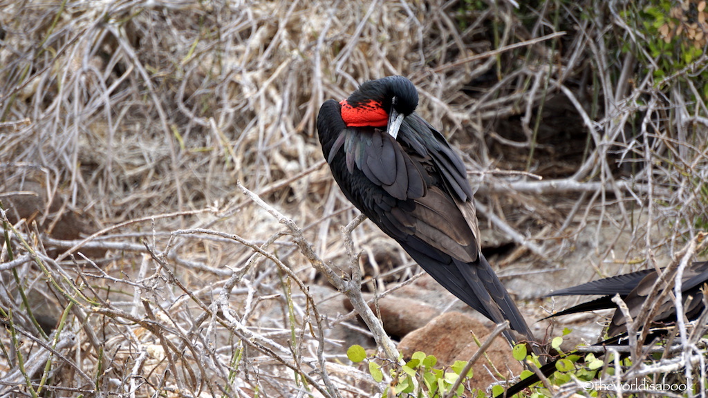 Galapagos North Seymour Island frigate bird