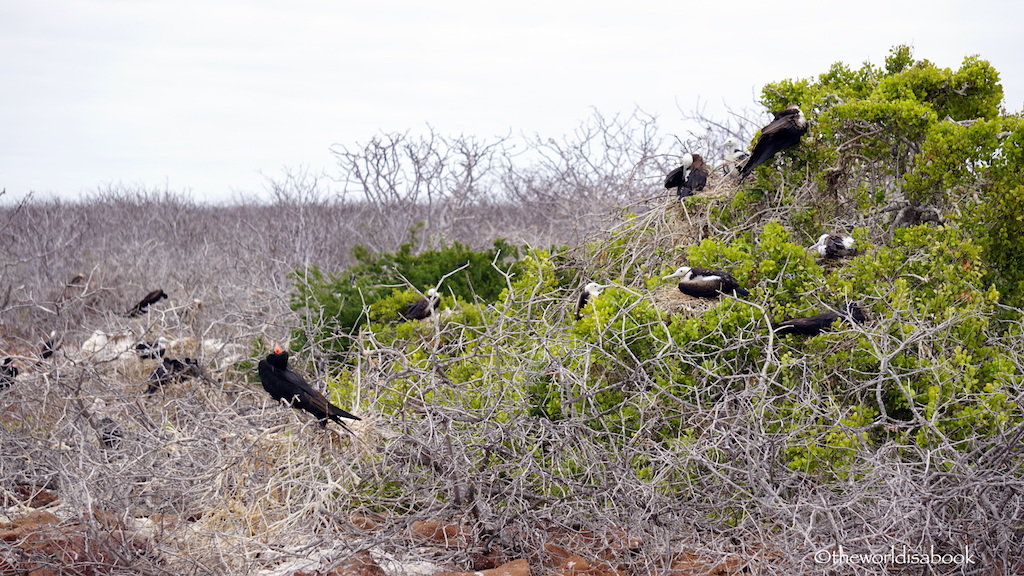 Galapagos North Seymour Island frigatebirds