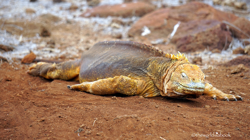 Galapagos North Seymour Island land iguana