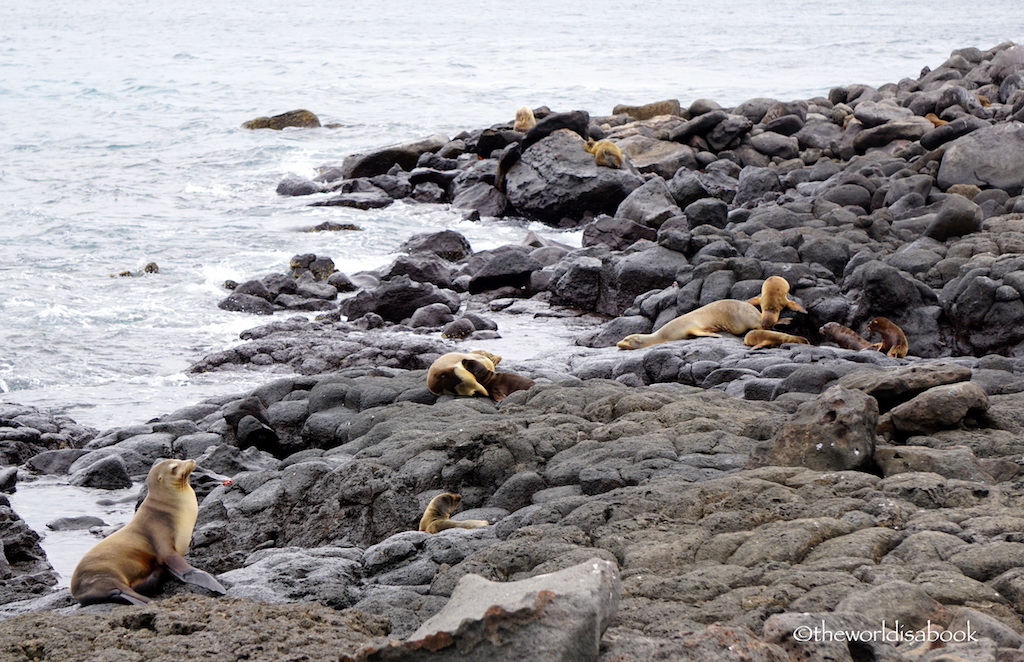 Galapagos North Seymour Island sea lions