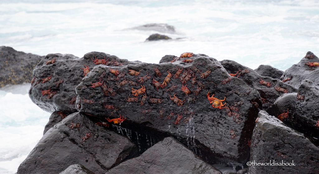 Galapagos Sally lightfoot crab