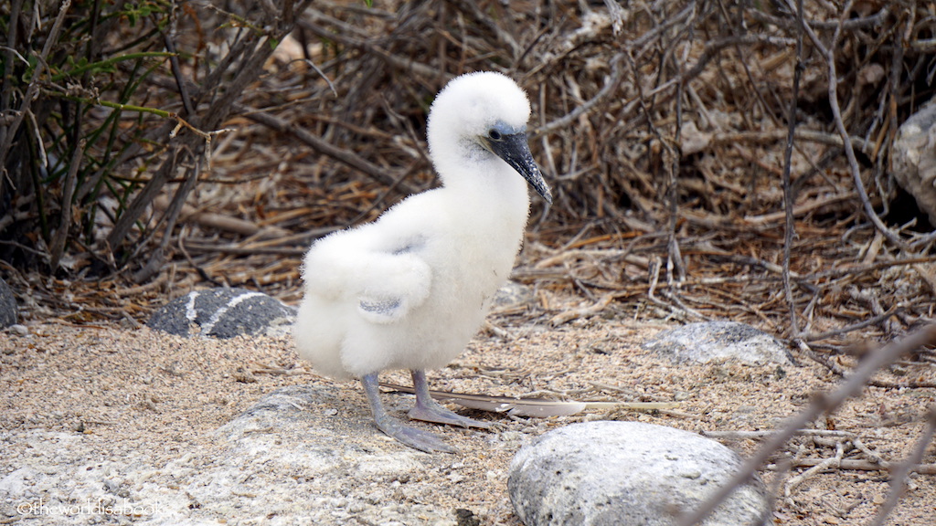 Galapagos baby blue footed booby