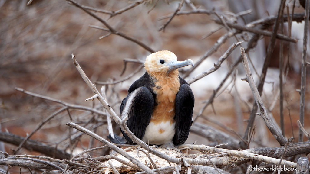 Galapagos baby frigatebird