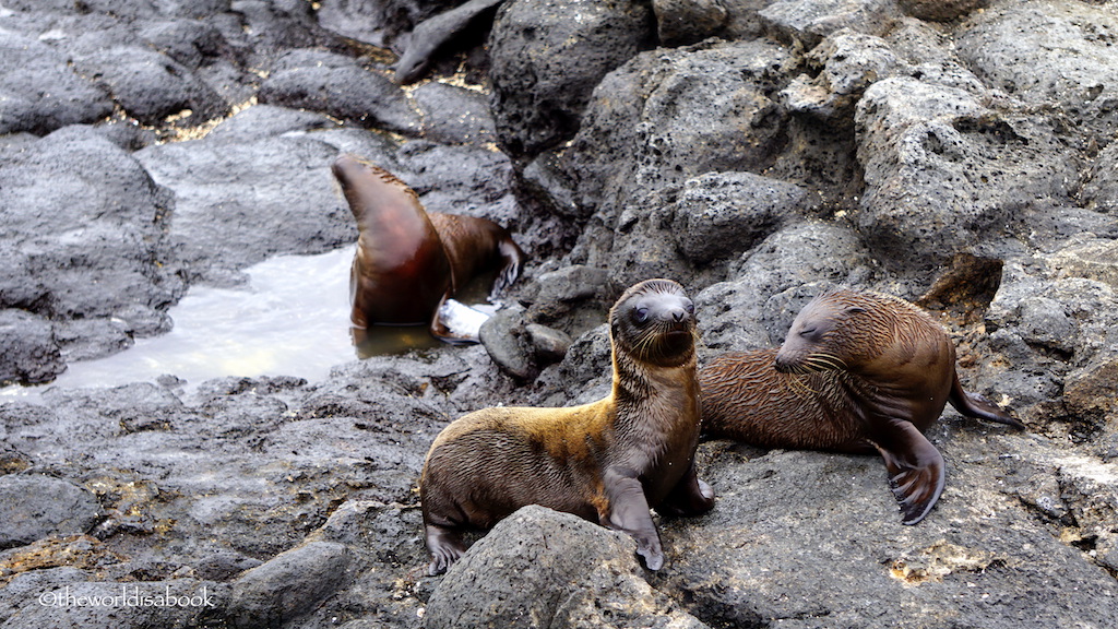 Galapagos baby sea lions