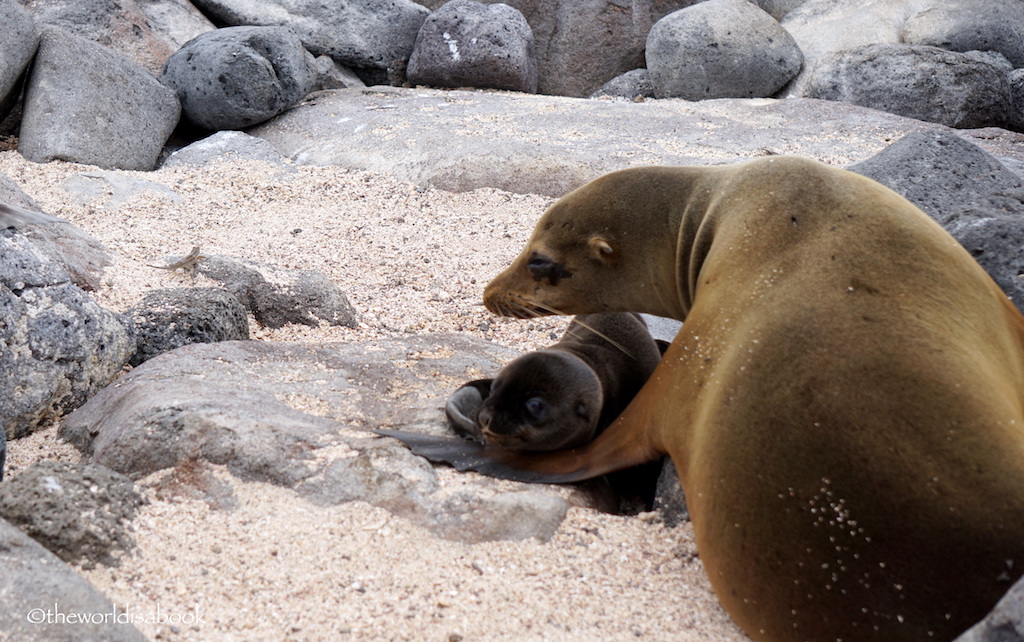 Galapagos mother and baby sea lions