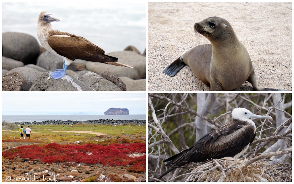 North Seymour Island Galapagos wildlife