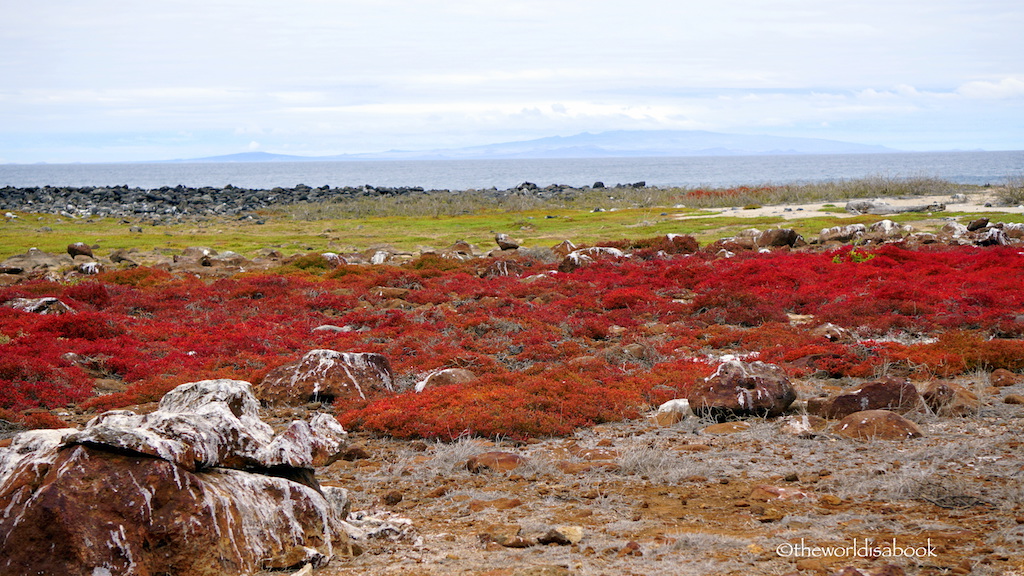 North Seymour Island Galapagos