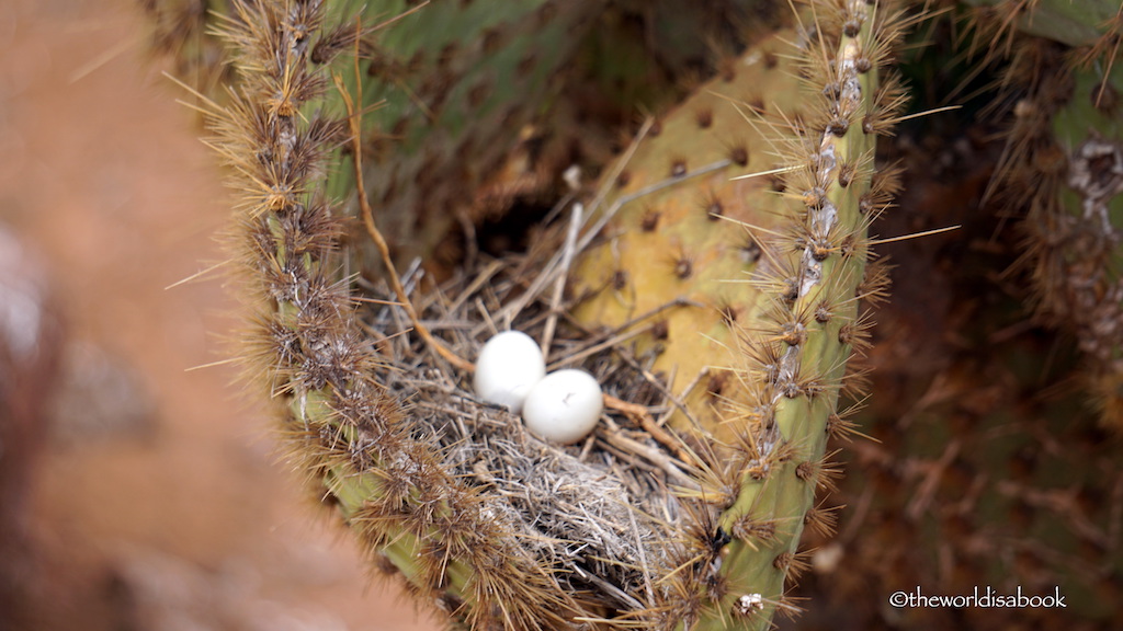 North Seymour Island eggs