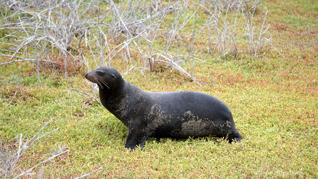 North Seymour Island sea lion