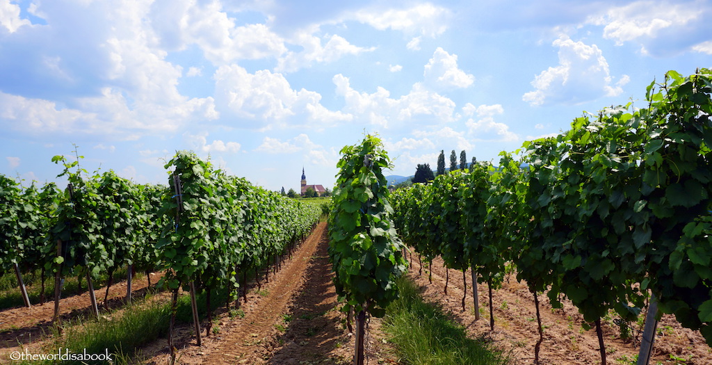 France Alsace vineyards