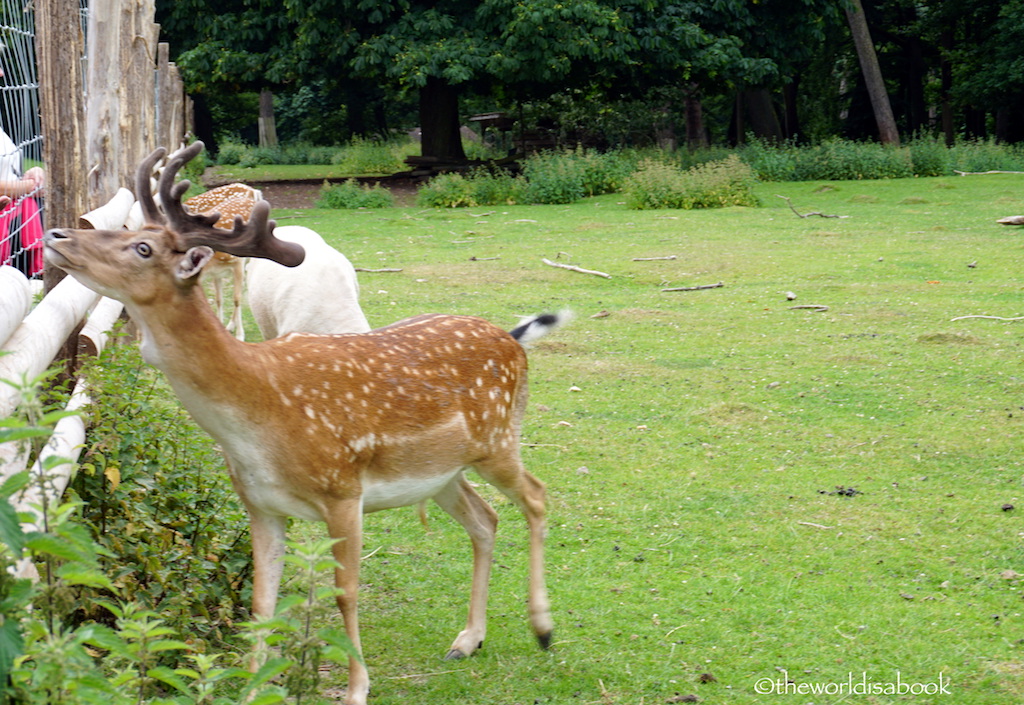 Niederwald landscape park deer