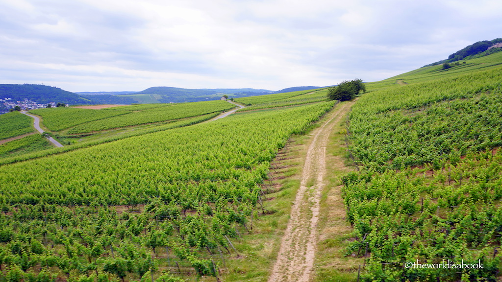 Rudesheim vineyards Germany