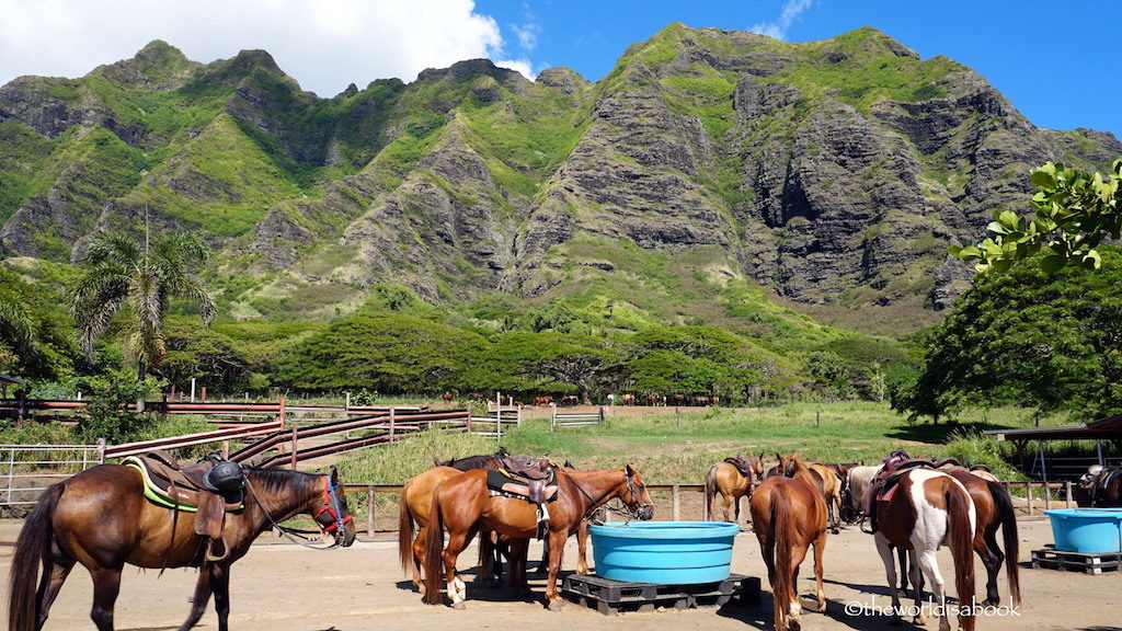 Kualoa Ranch horses