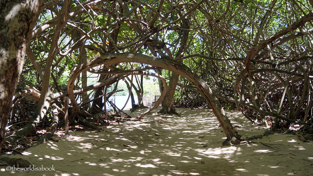 Oahu Secret Beach mangrove