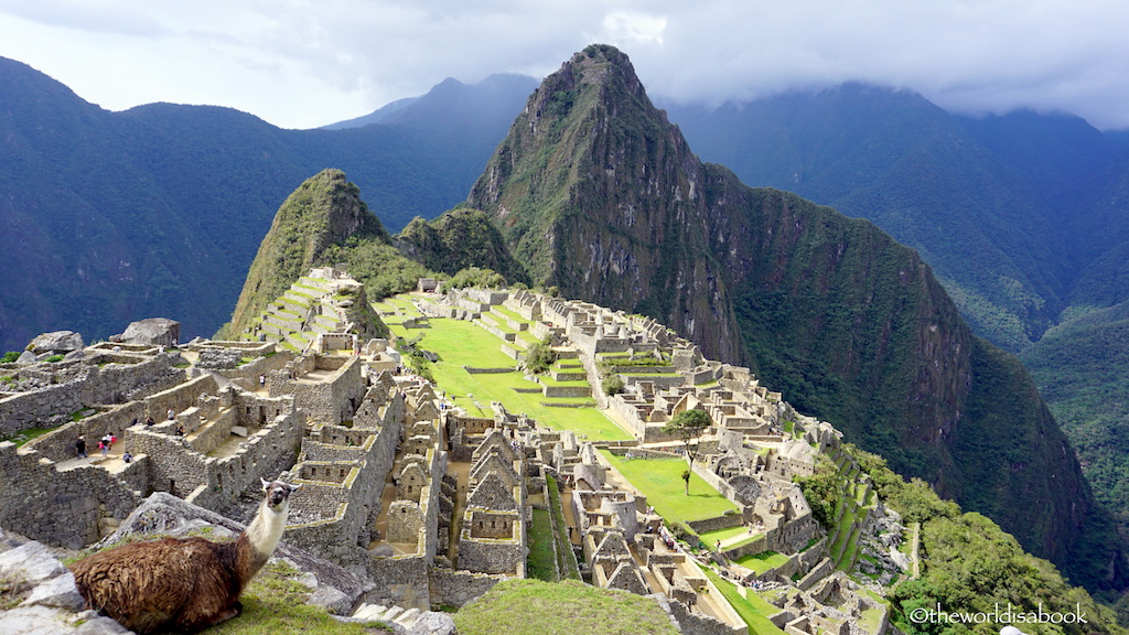 Machu Picchu llama