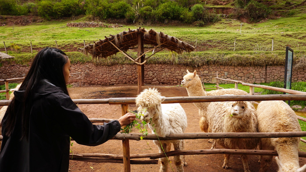 Peru Awanacancha with kids