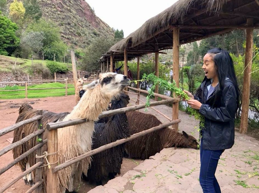 Peru with Kids Awanacancha llama