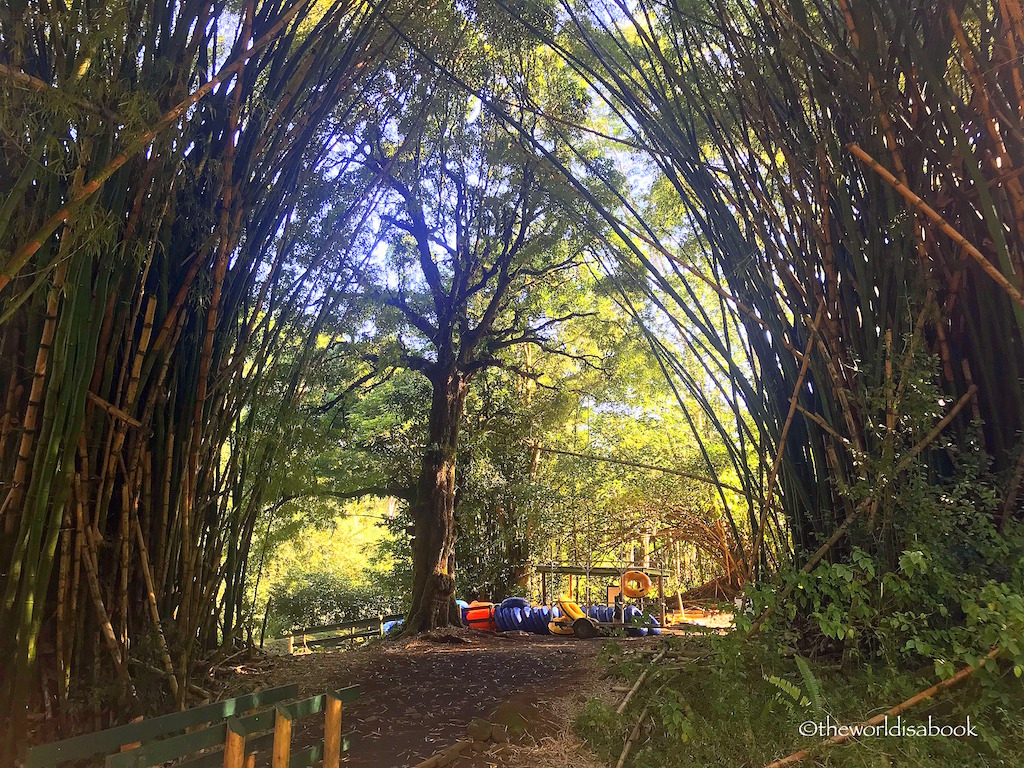 Kauai Bamboo Grove