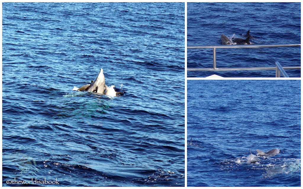 Kauai Sunset cruise dolphins