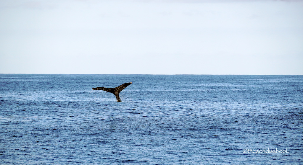 Kauai whale watching cruise
