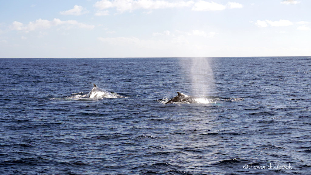 Kauai whale watching