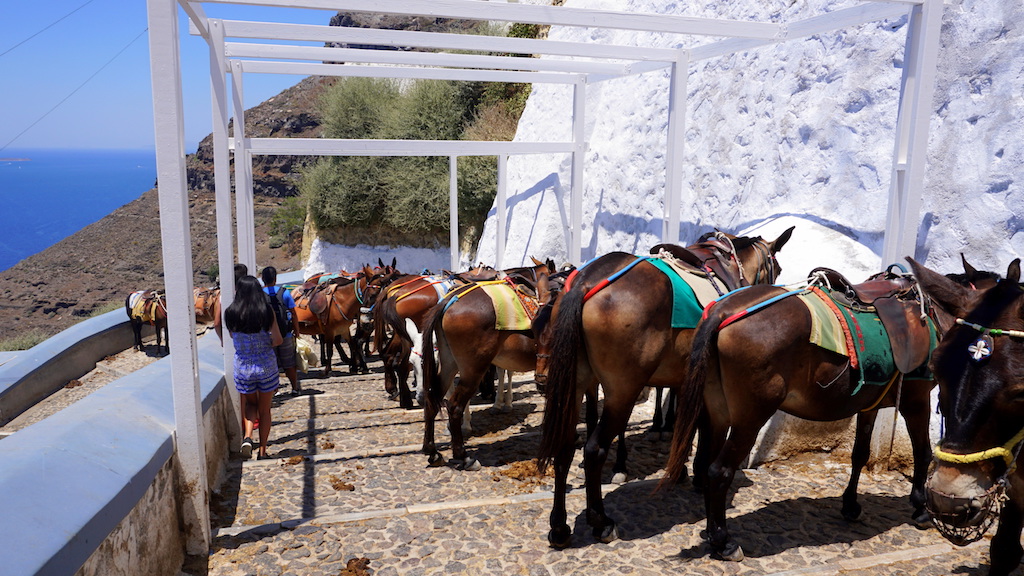 Santorini donkeys