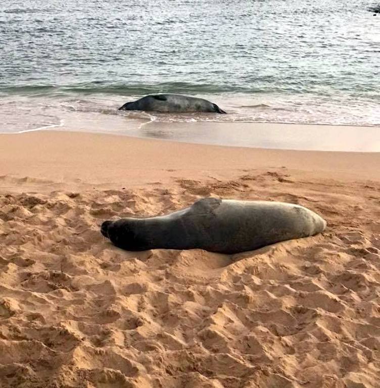 Hawaiian Monk Seal Kauai