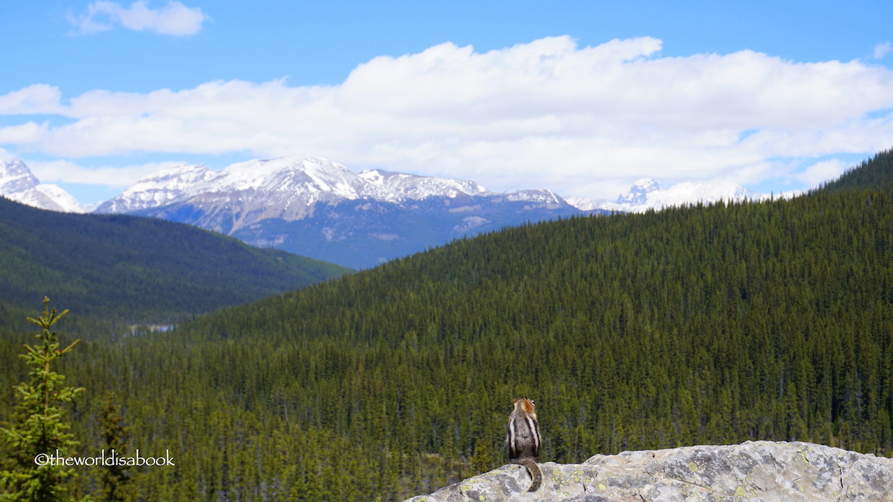 Banff National Park squirrel