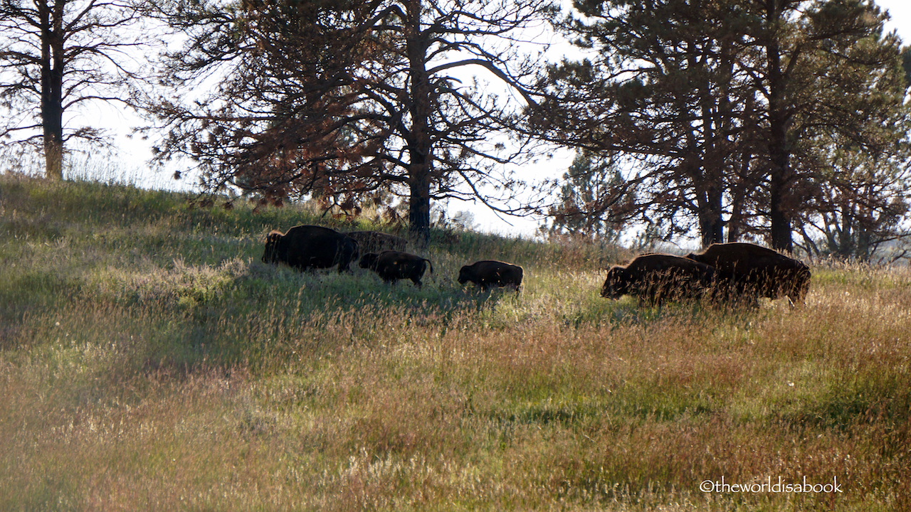 Custer State Park bison