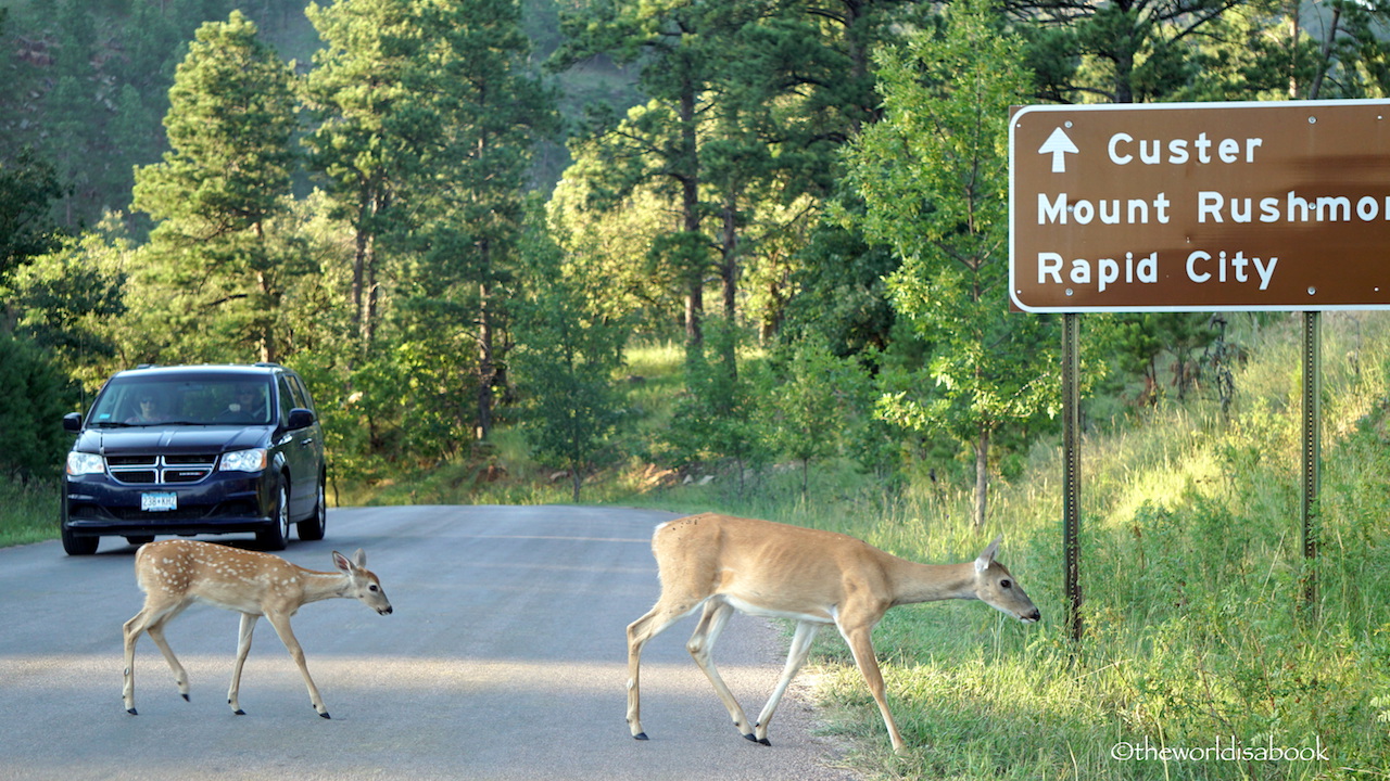 Custer State Park deer