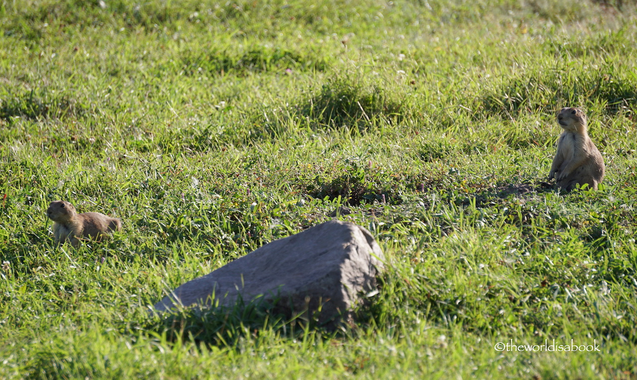 Custer State Park prairie dogs