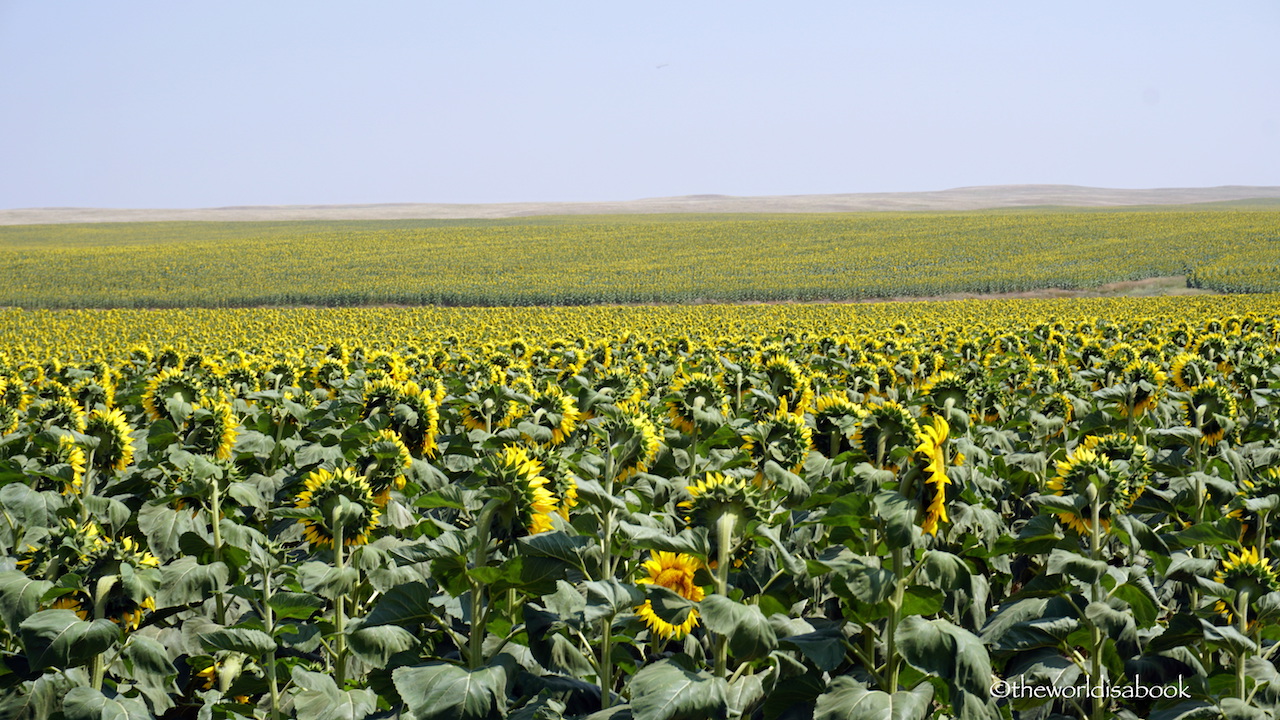 South Dakota sunflower fields