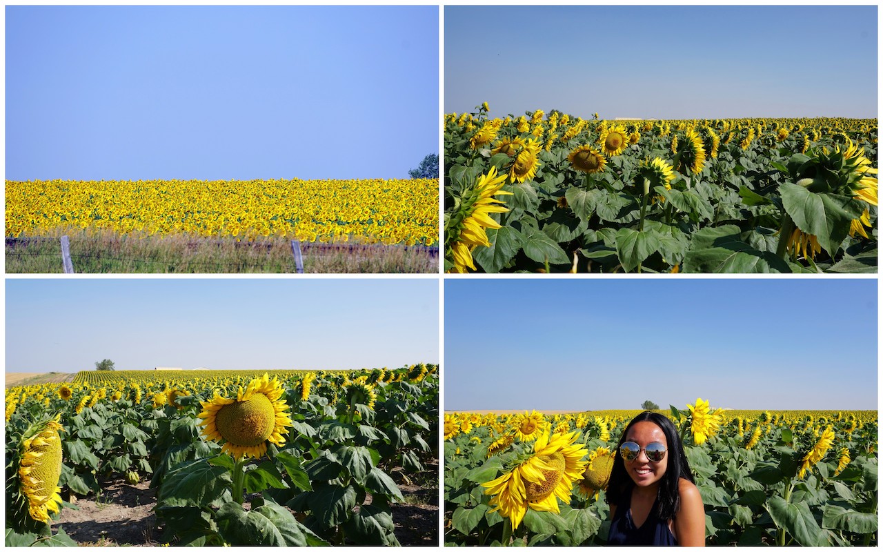 Sunflowers South Dakota