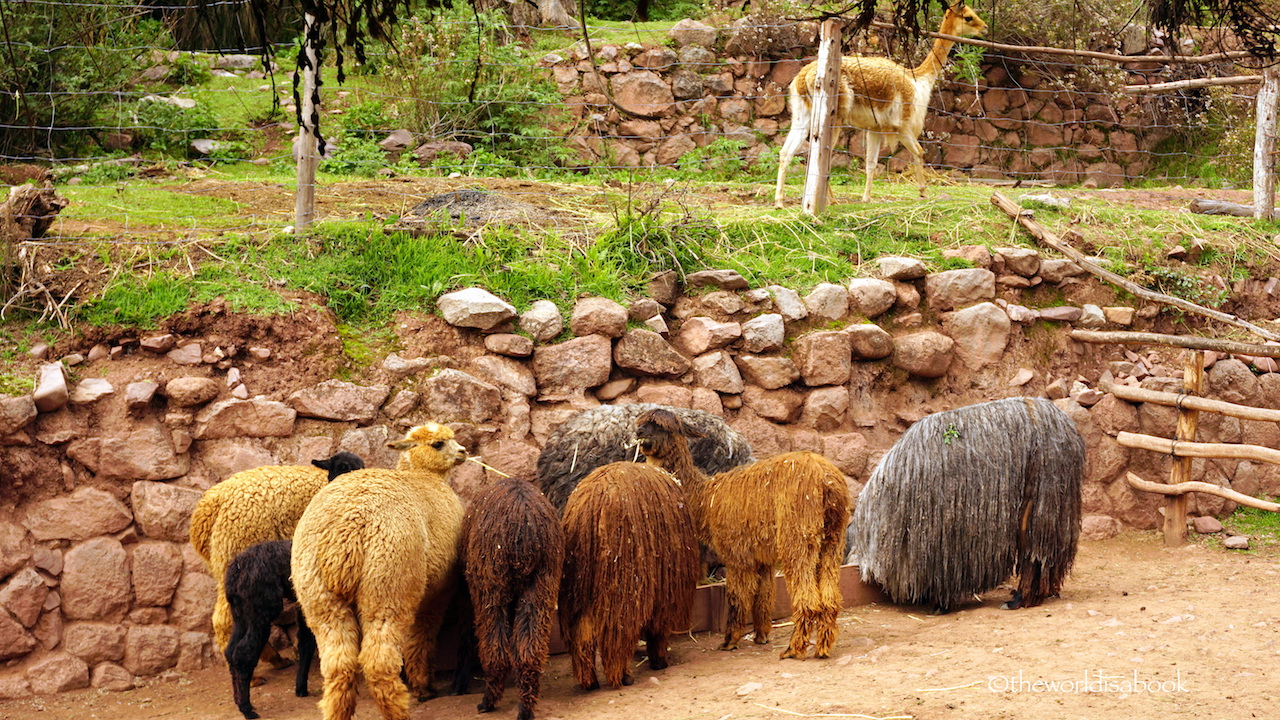 Awanakancha alpacas Peru