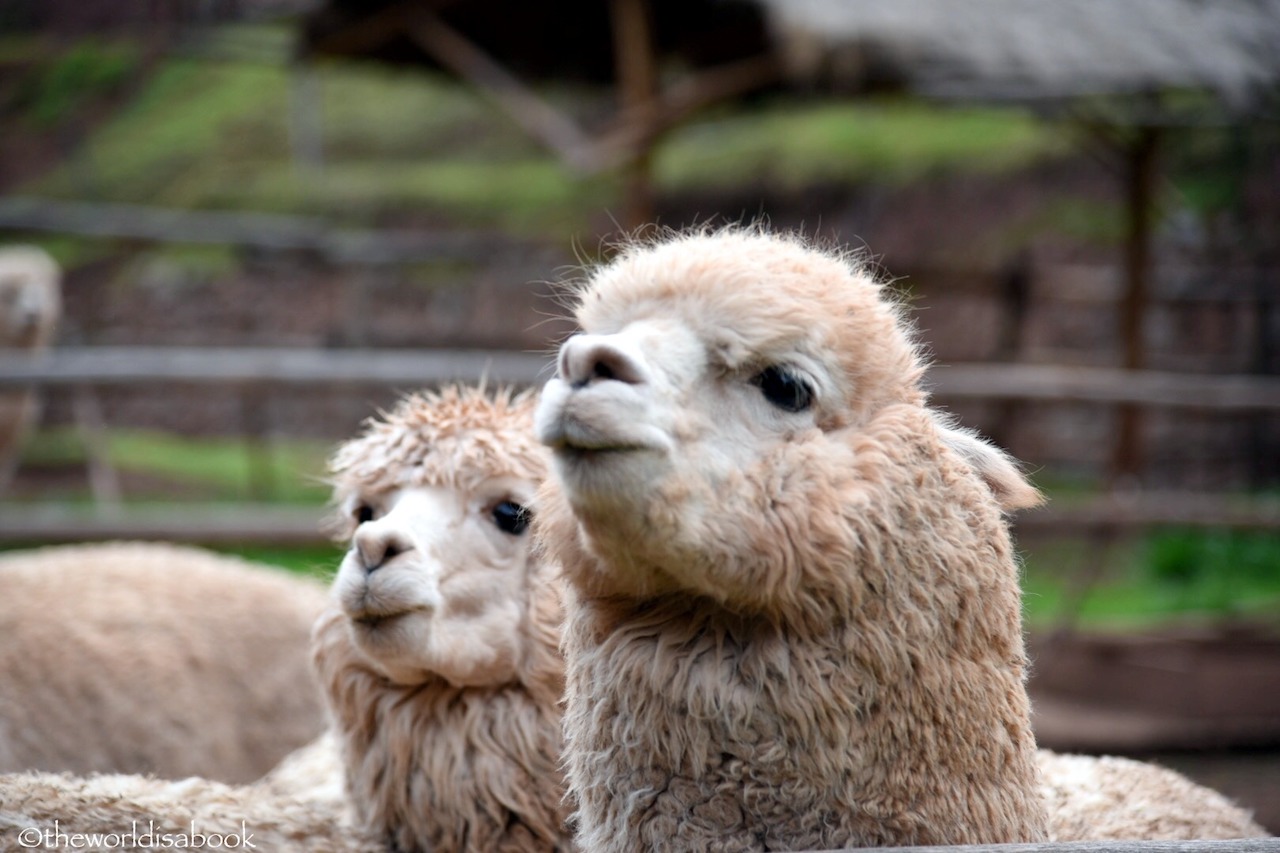 Awanakancha alpacas