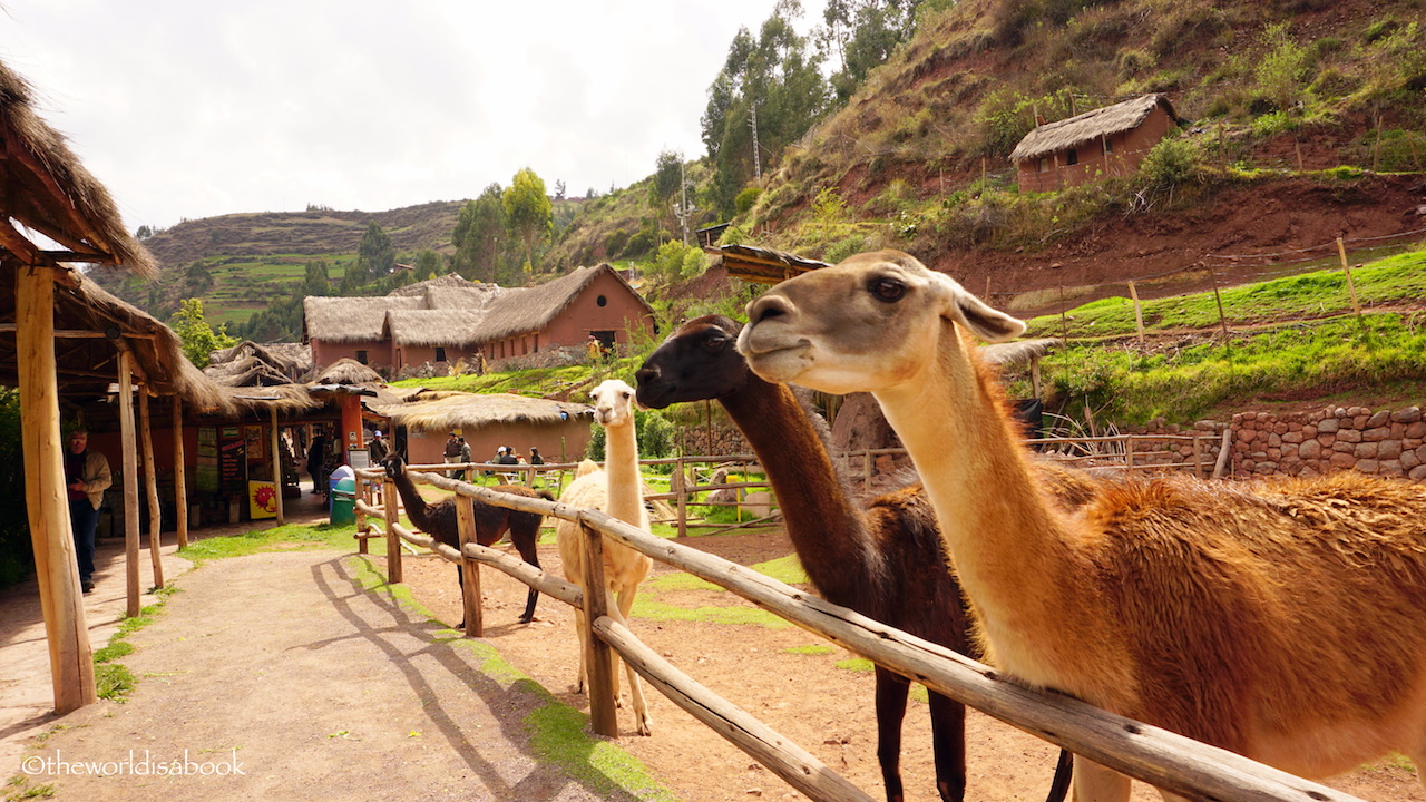 Awanakancha Llama