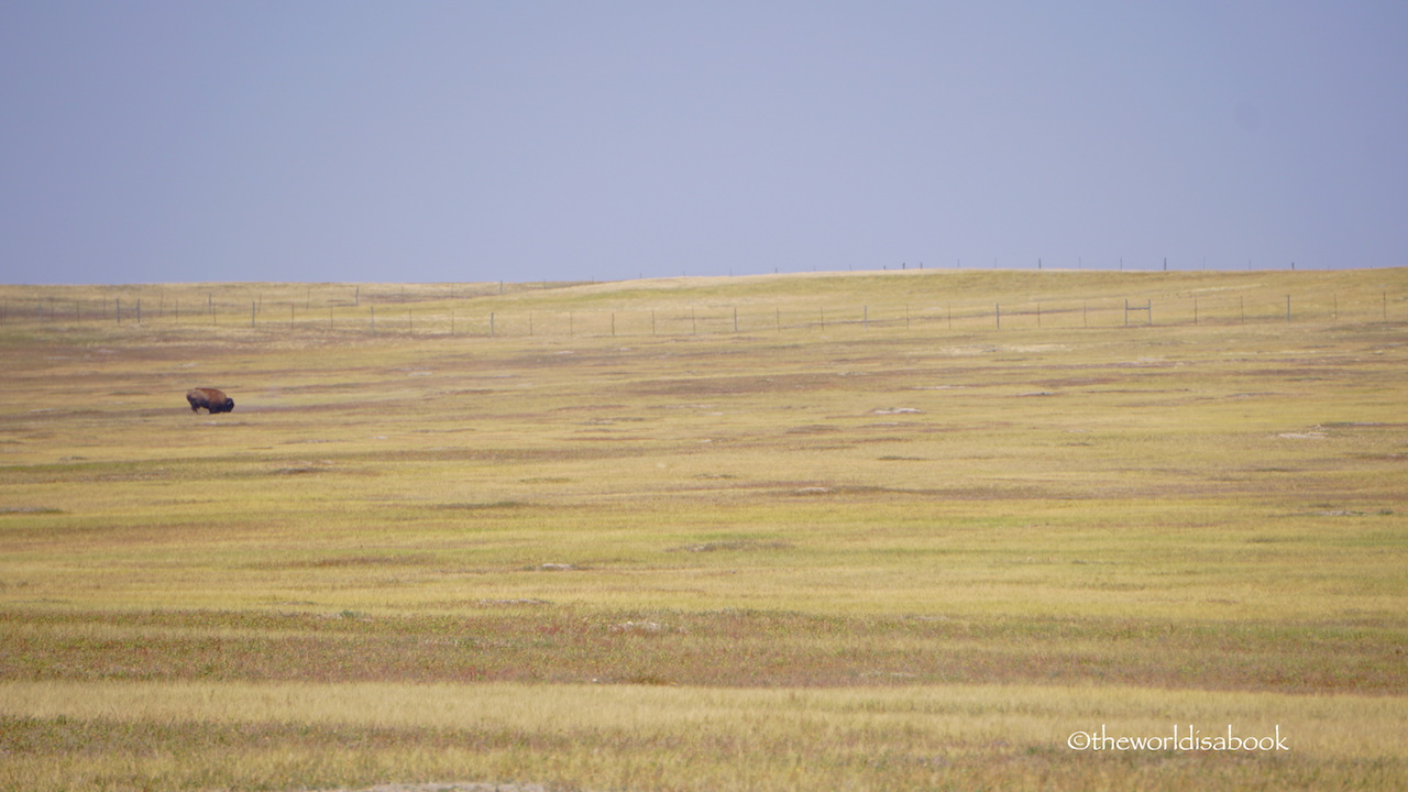 Badlands National Park buffalo