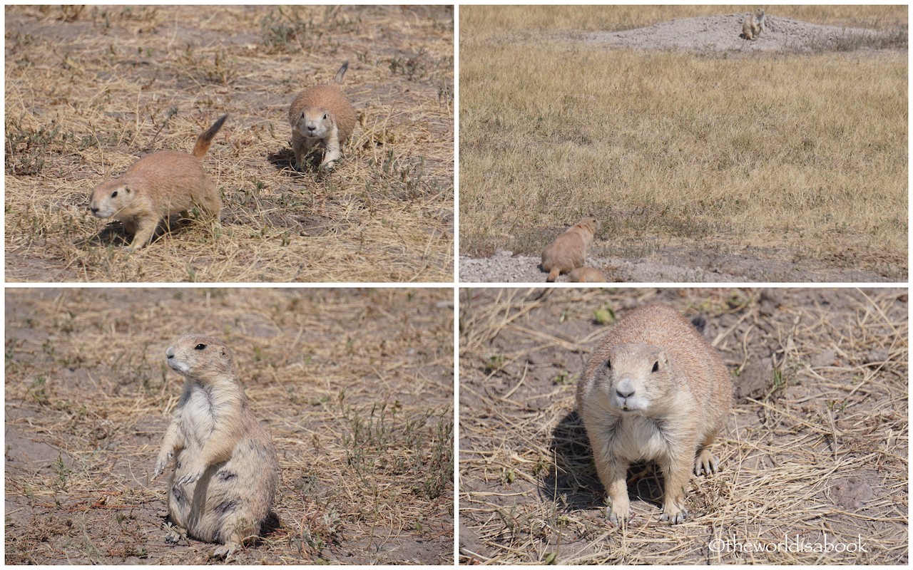 Badlands National Park prairie dogs