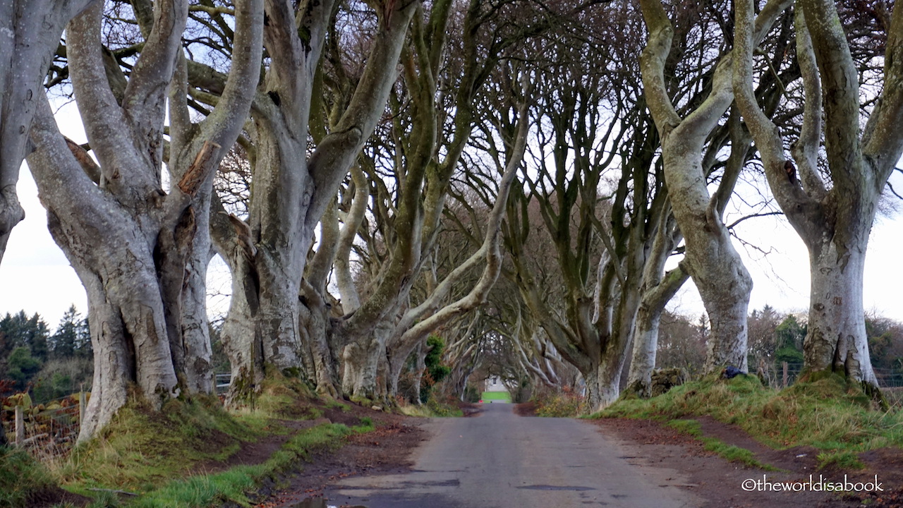 The Dark Hedges Northern Ireland