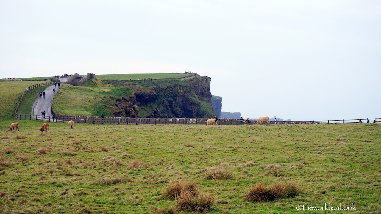 Cliffs of Moher cows