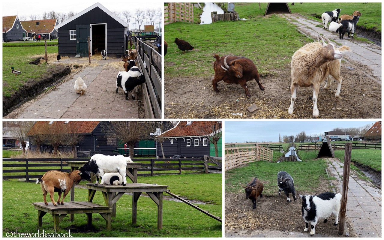 Zaanse Schans animals